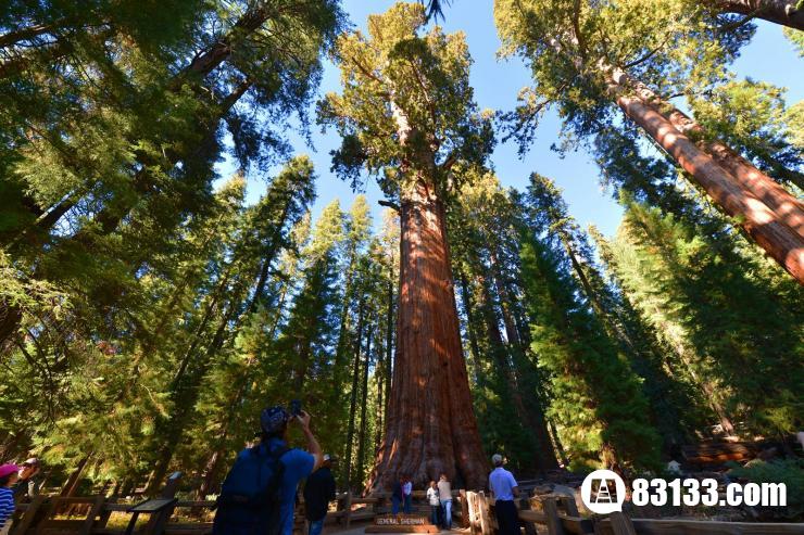世界上最大的树，20人合抱才能绕一圈