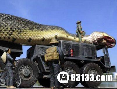 北京动物园抓获百米巨蟒