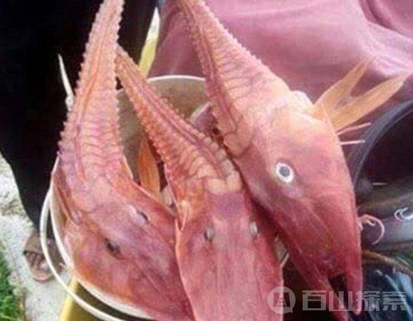 奇怪深海生物又像虾又像鱼