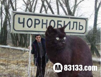 惨遭核辐射，乌克兰巨猫世界最大