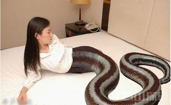 人头蛇身美女真实存在 马来西亚惊现人头蛇身美女