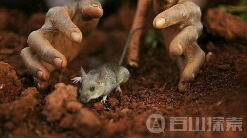 老鼠能撸串 还能降低物价