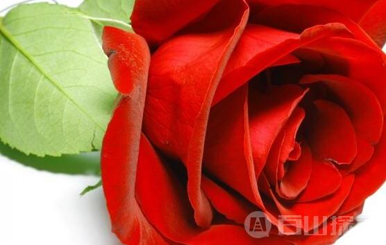 情人节将至 哪种玫瑰售价全世界最高