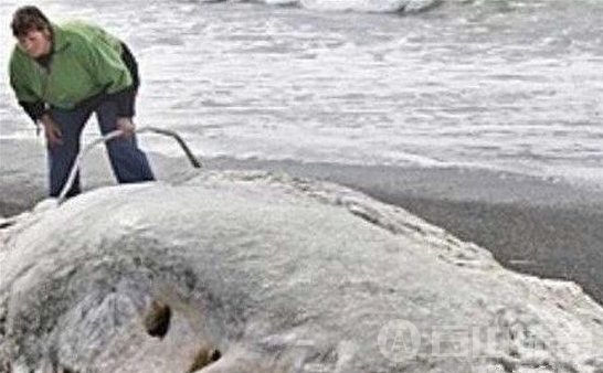 新西兰海滩惊现神秘怪兽