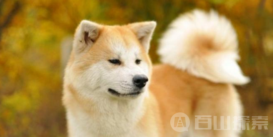 全球10大最贵的狗 中国藏獒上榜