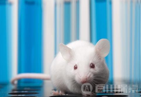 科学家打开老鼠脑中的神经元 可变成僵尸