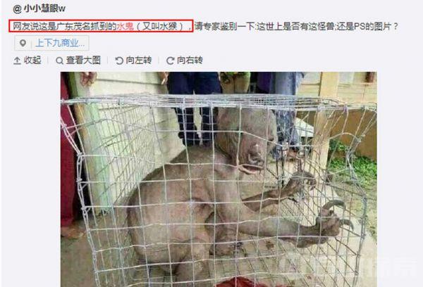 网传湛江现恐怖“水鬼”水猴子 官方辟谣称非水