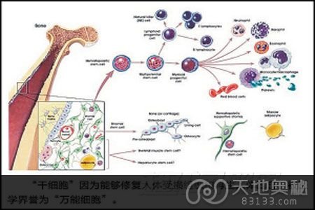 干细胞再生