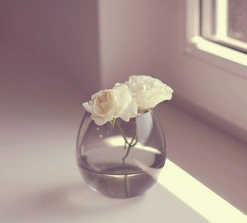 白玫瑰唯美空间小清新图片精选