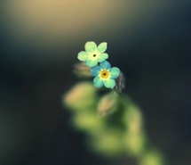 一朵为谁而开的花朵  小清新唯美图片微信背景图